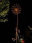 Dandelion by Night