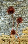 Giant seedhead cluster